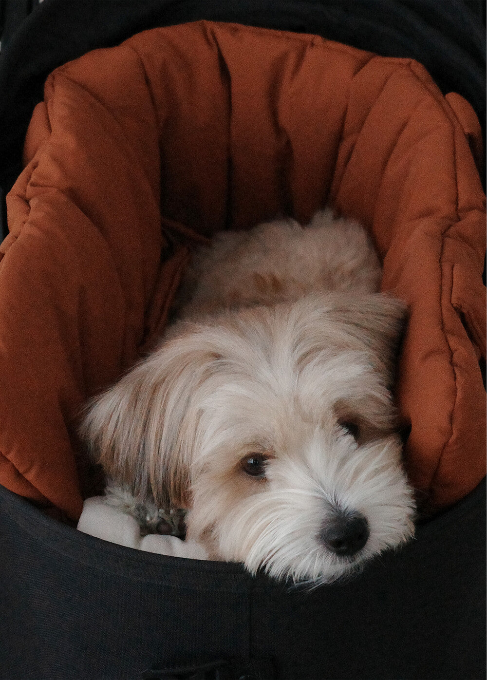 【予約】 DAY CARRY BAG (brick orange)