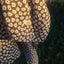【予約】Grandma Blanket