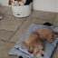 【予約】Homey Warmy Topper（※Pillow別売り）
