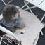 【予約】Homey Warmy Topper（※Pillow別売り）