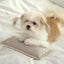 【予約】Mini Square Pillow