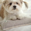 【予約】Mini Square Pillow