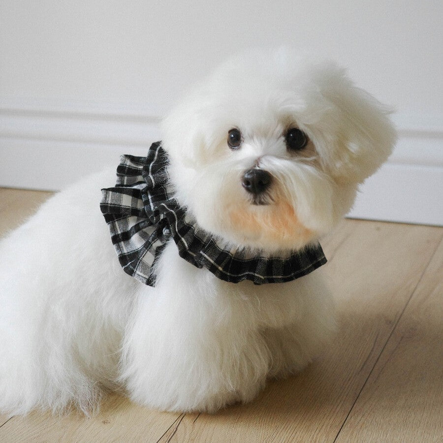 capeness no.12 _ Black check｜PAW SELECT（パウセレクト） – OHDIBS