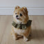 【予約】capeness no.14 leash _ Olive Khaki（10/13 23:59で予約締切）