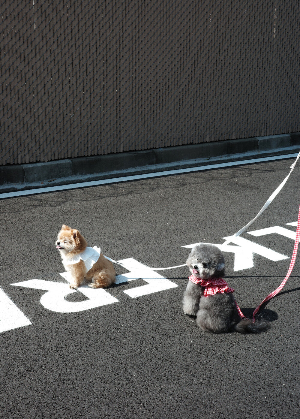 OHDIBS】capeness no.18リード (White) | 韓国 犬用リード - PAW SELECT