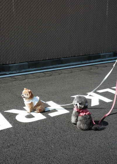 【予約】capeness no.17 leash _ Babyblue check