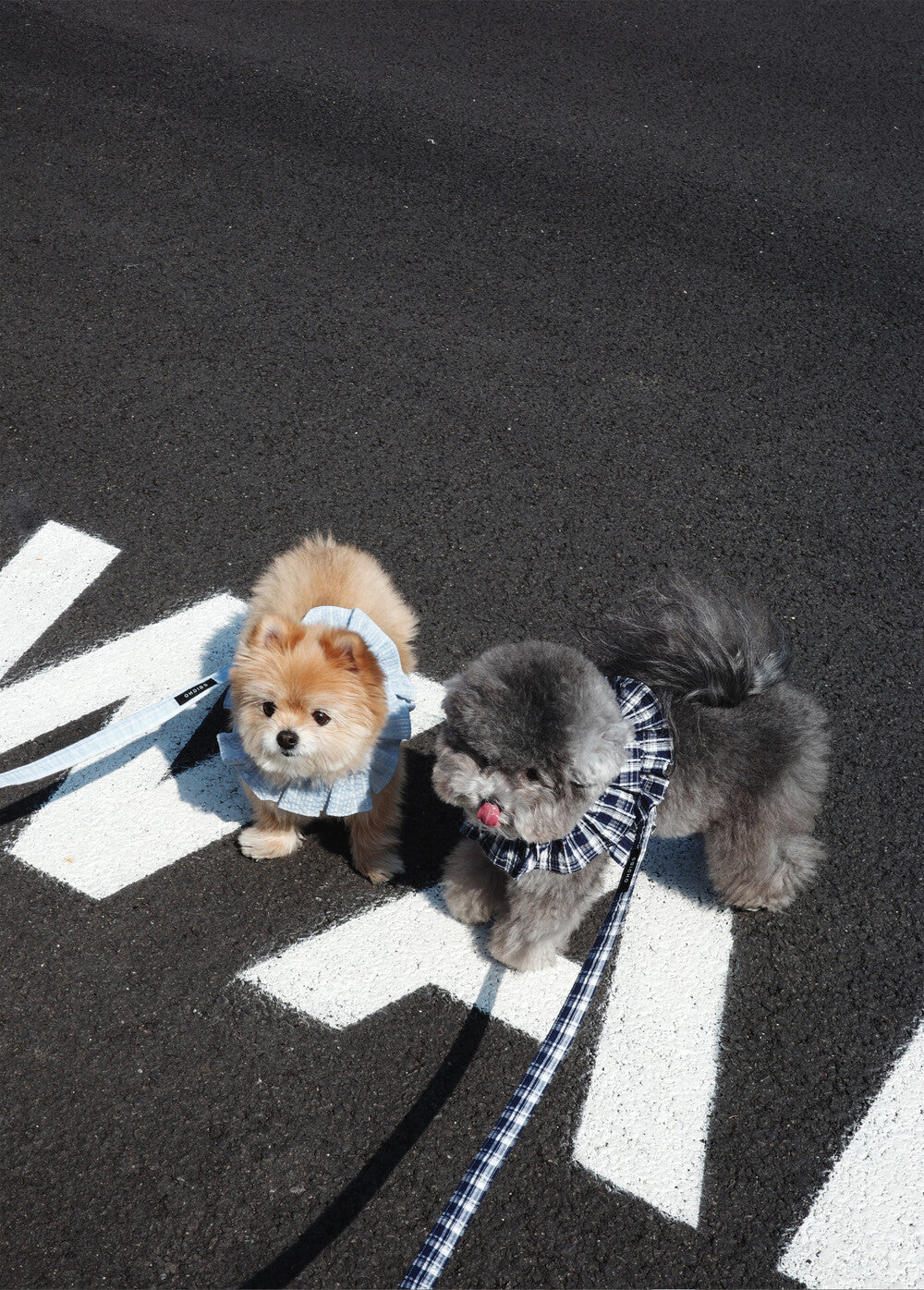 OHDIBS】capeness no.18ケープハーネス (White) | 韓国 犬用ハーネス