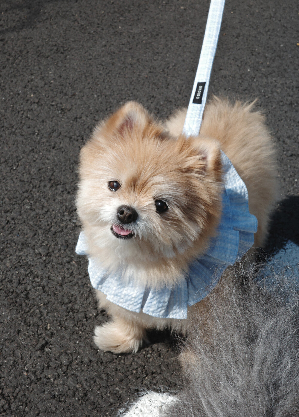 OHDIBS】capeness no.18ケープハーネス (White) | 韓国 犬用ハーネス