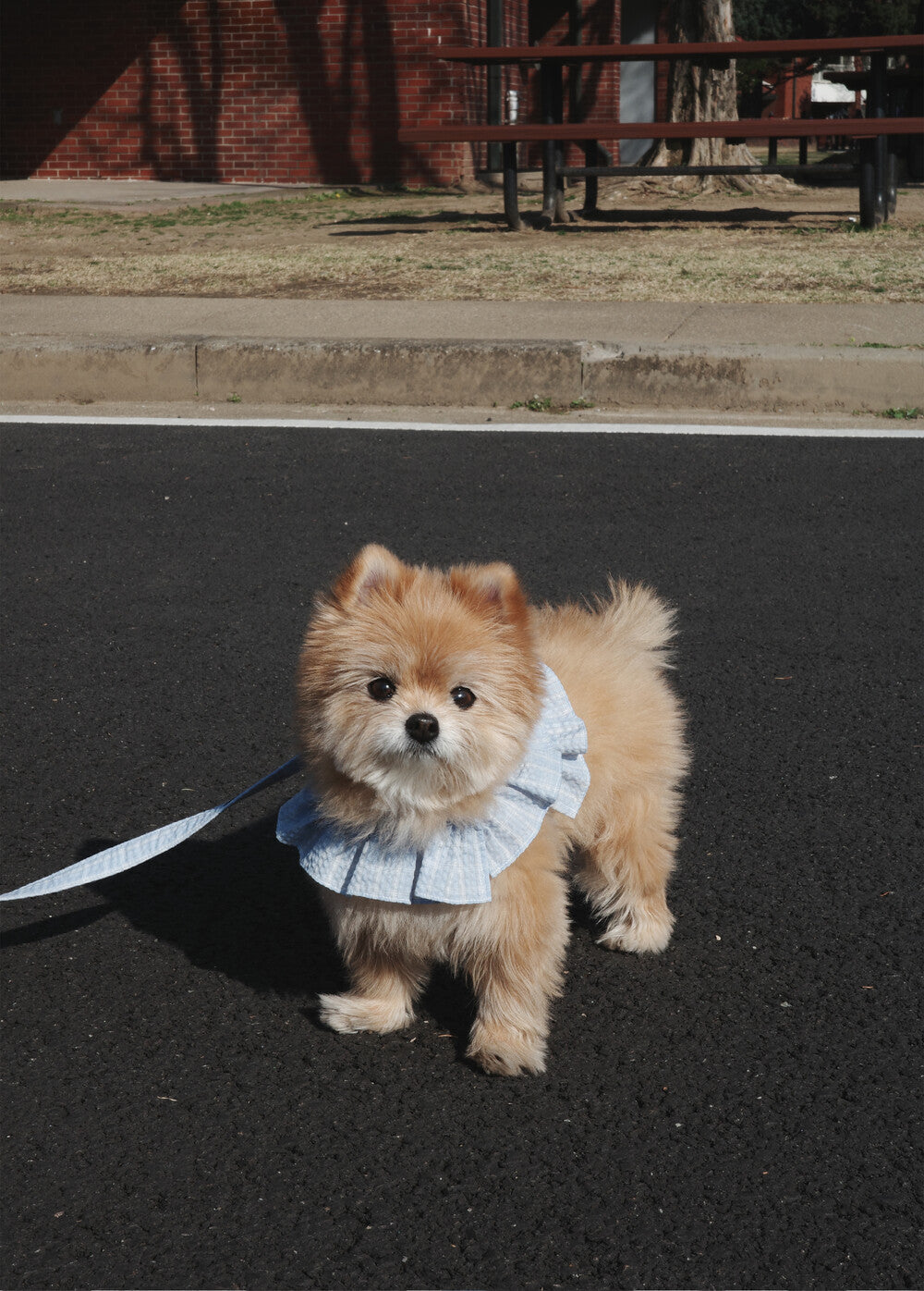 OHDIBS】capeness no.18ケープハーネス (White) | 韓国 犬用ハーネス