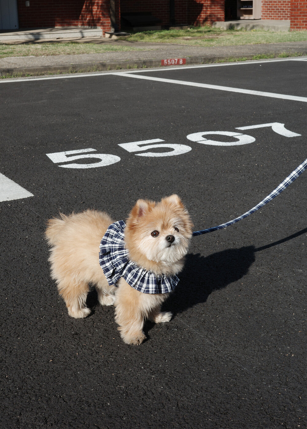 OHDIBS】capeness no.18ケープハーネス (White) | 韓国 犬用ハーネス