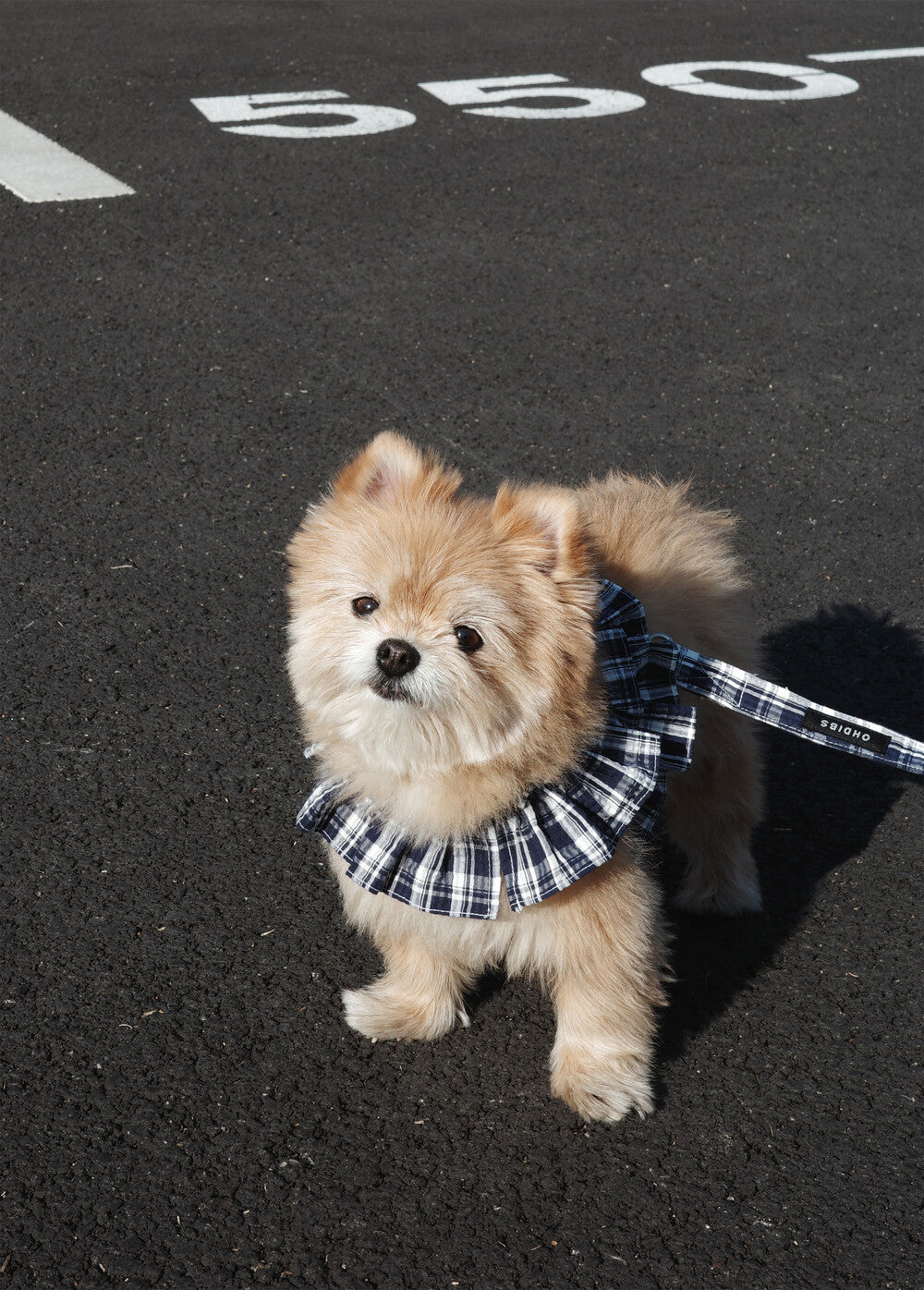 OHDIBS】capeness no.15リード (Red check) | 韓国 犬用リード - PAW