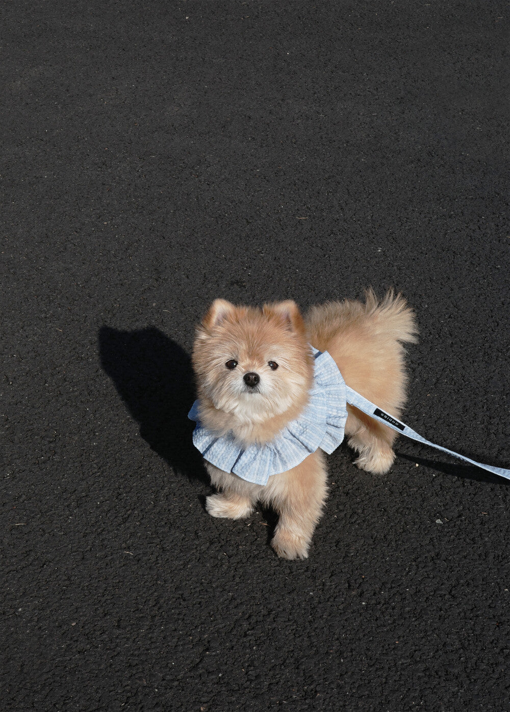 OHDIBS】capeness no.15ケープハーネス (Red check) | 韓国 犬用
