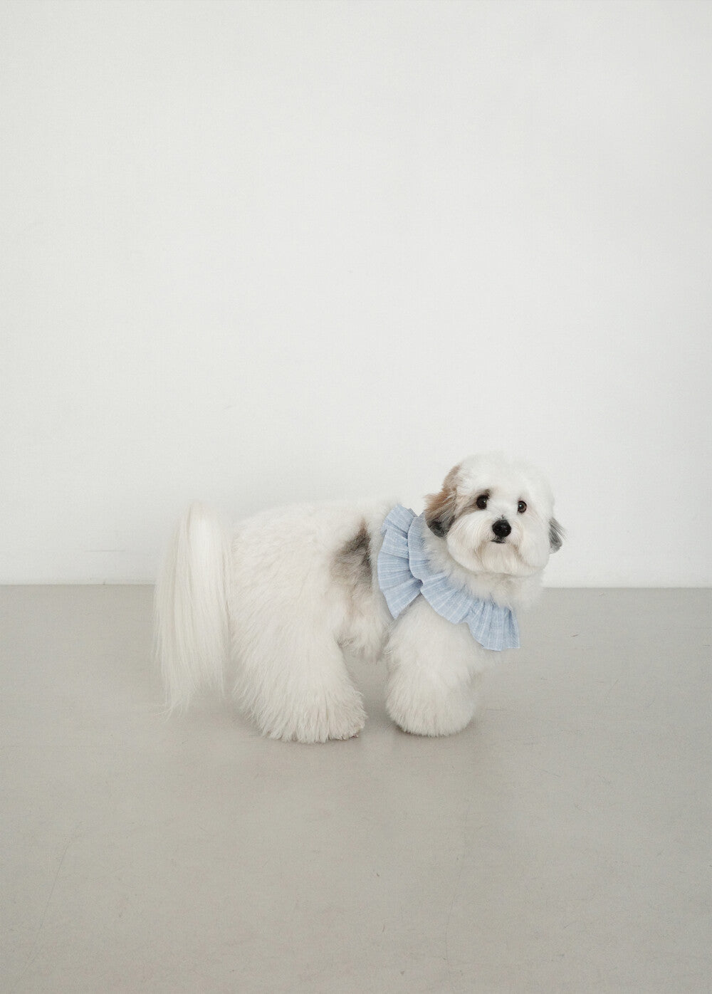 OHDIBS｜韓国発のおしゃれな犬服・キャリーバッグ・スリング通販【PAW