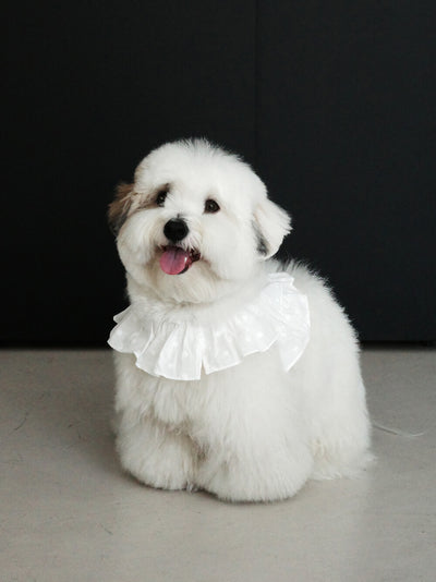 【予約】 capeness no.18 _ White