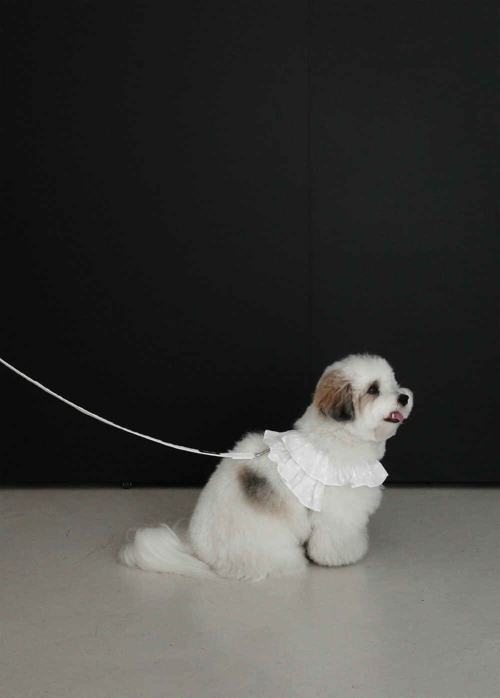 OHDIBS】capeness no.18ケープハーネス (White) | 韓国 犬用ハーネス
