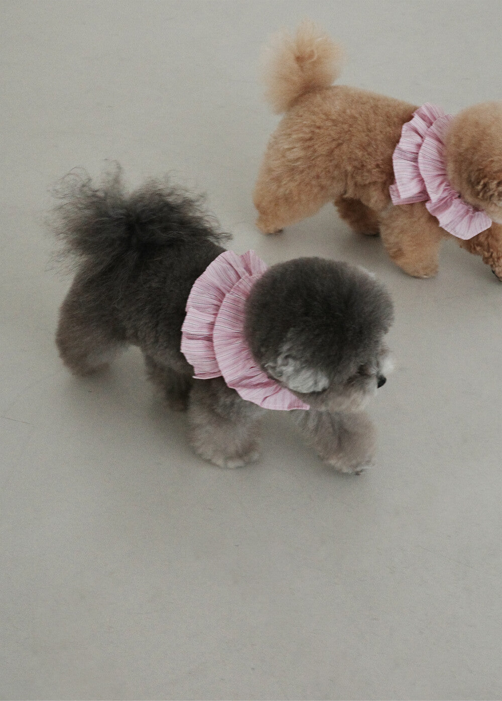【予約】CAPENESS NO.19 _ PINK STRIPE