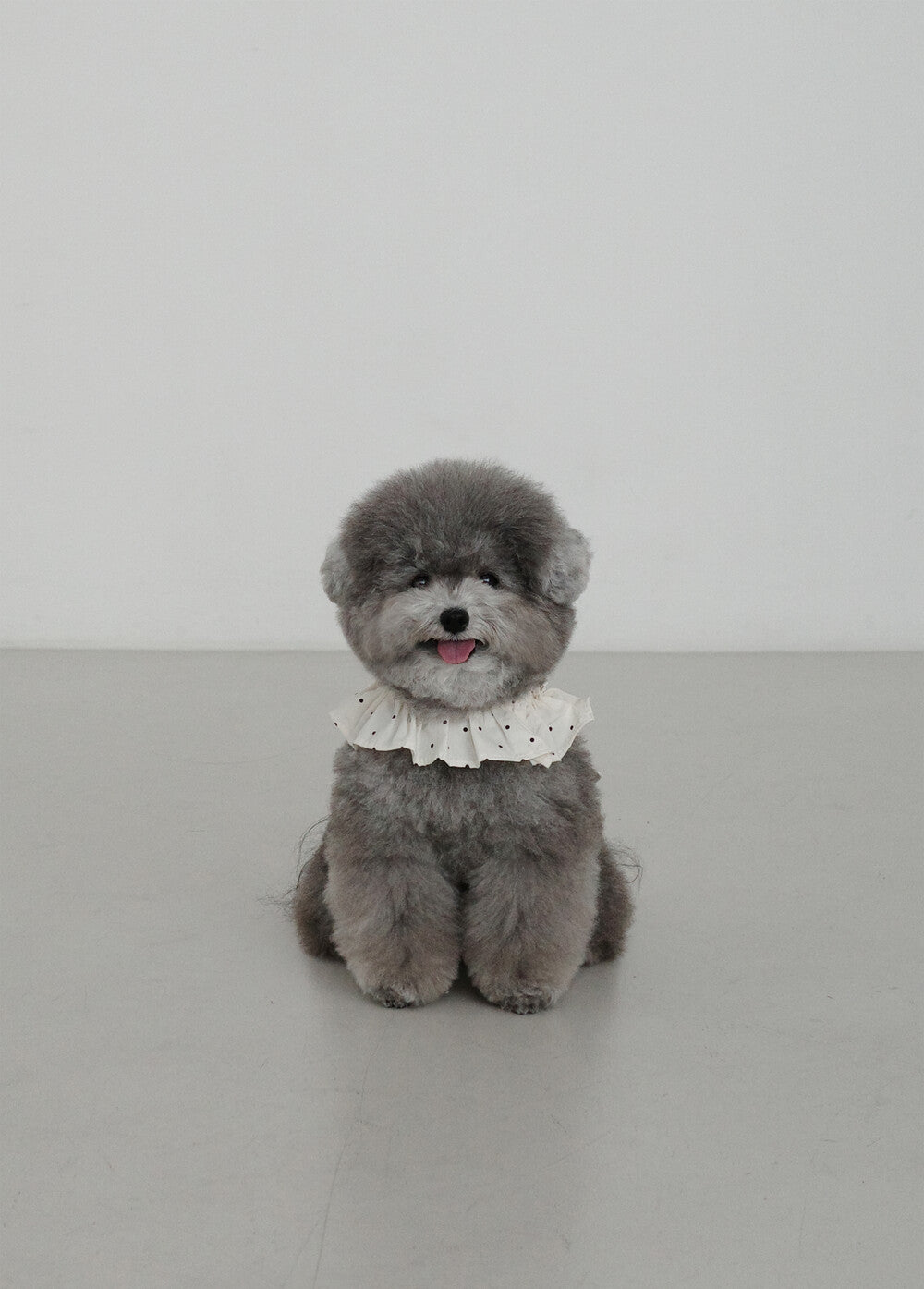 OHDIBS】CAPENESS NO.20 leash _ MINI DOT | 韓国 犬用リード - PAW SELECT