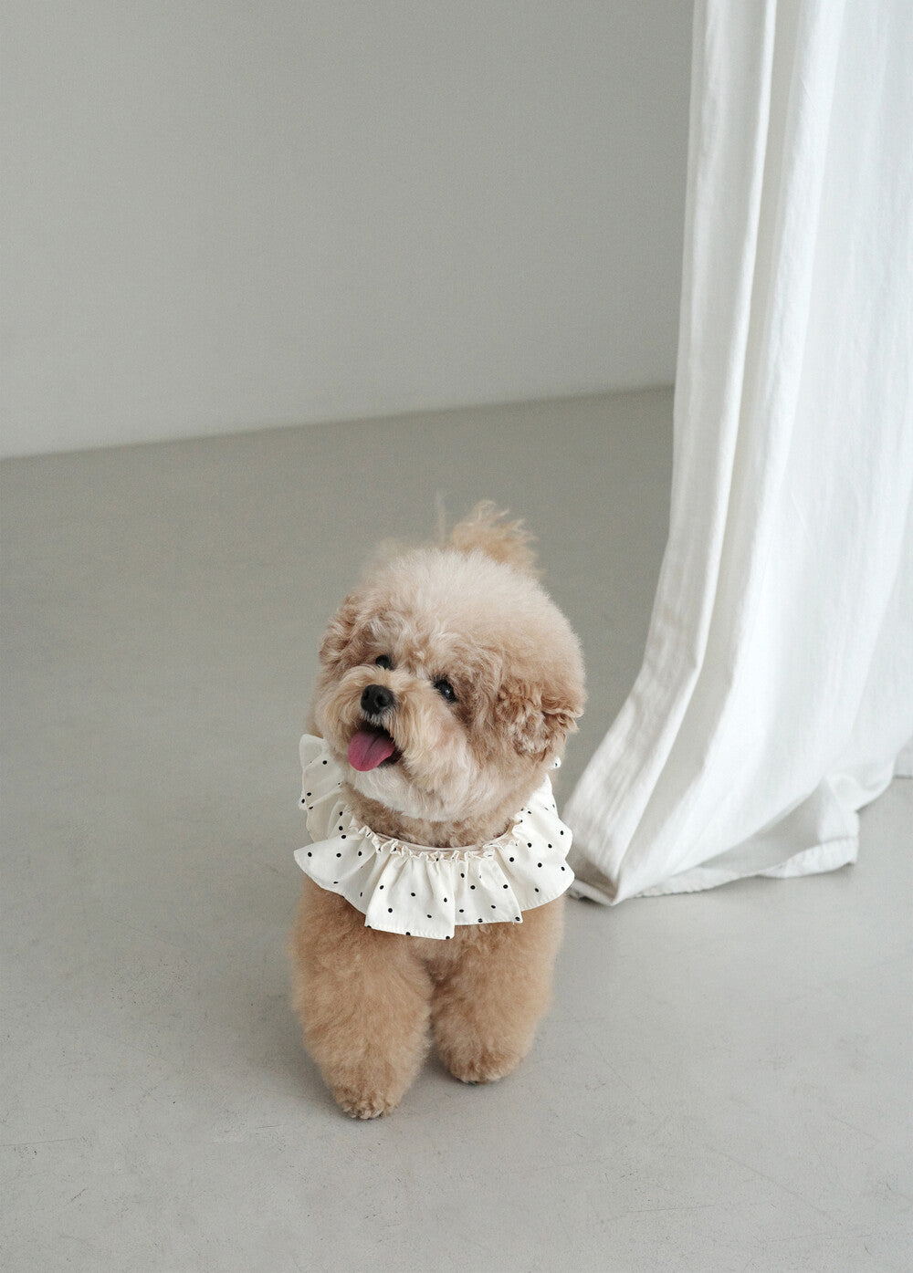 【予約】CAPENESS NO.20 _ MINI DOT