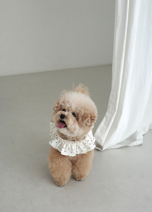 【予約】CAPENESS NO.20 _ MINI DOT