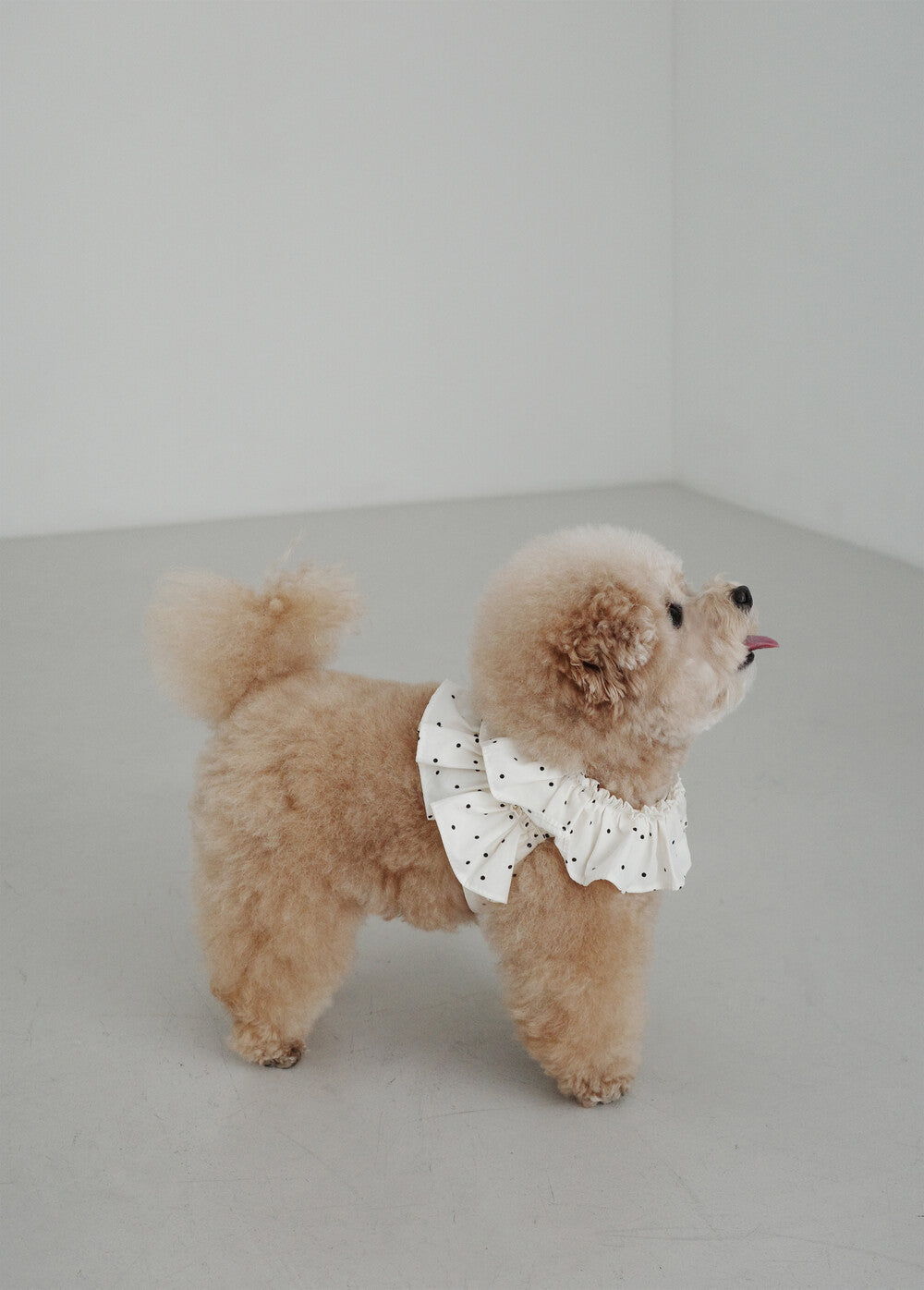 【予約】CAPENESS NO.20 _ MINI DOT