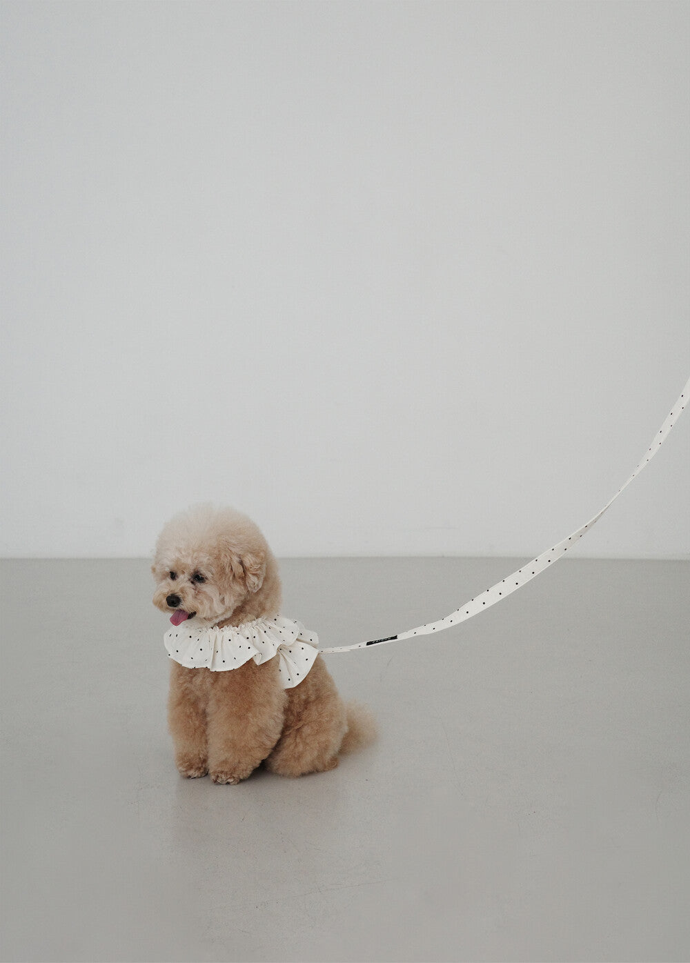 【予約】CAPENESS NO.20 _ MINI DOT
