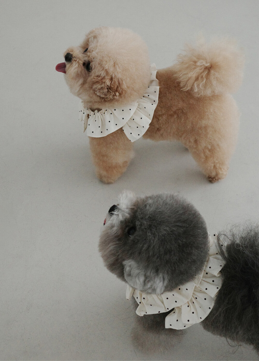 OHDIBS】CAPENESS NO.20 leash _ MINI DOT | 韓国 犬用リード - PAW SELECT