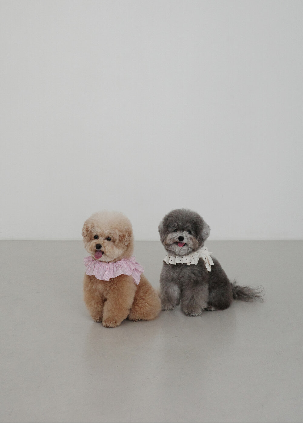 OHDIBS】CAPENESS NO.19 leash _ PINK STRIPE | 韓国 犬用リード - PAW