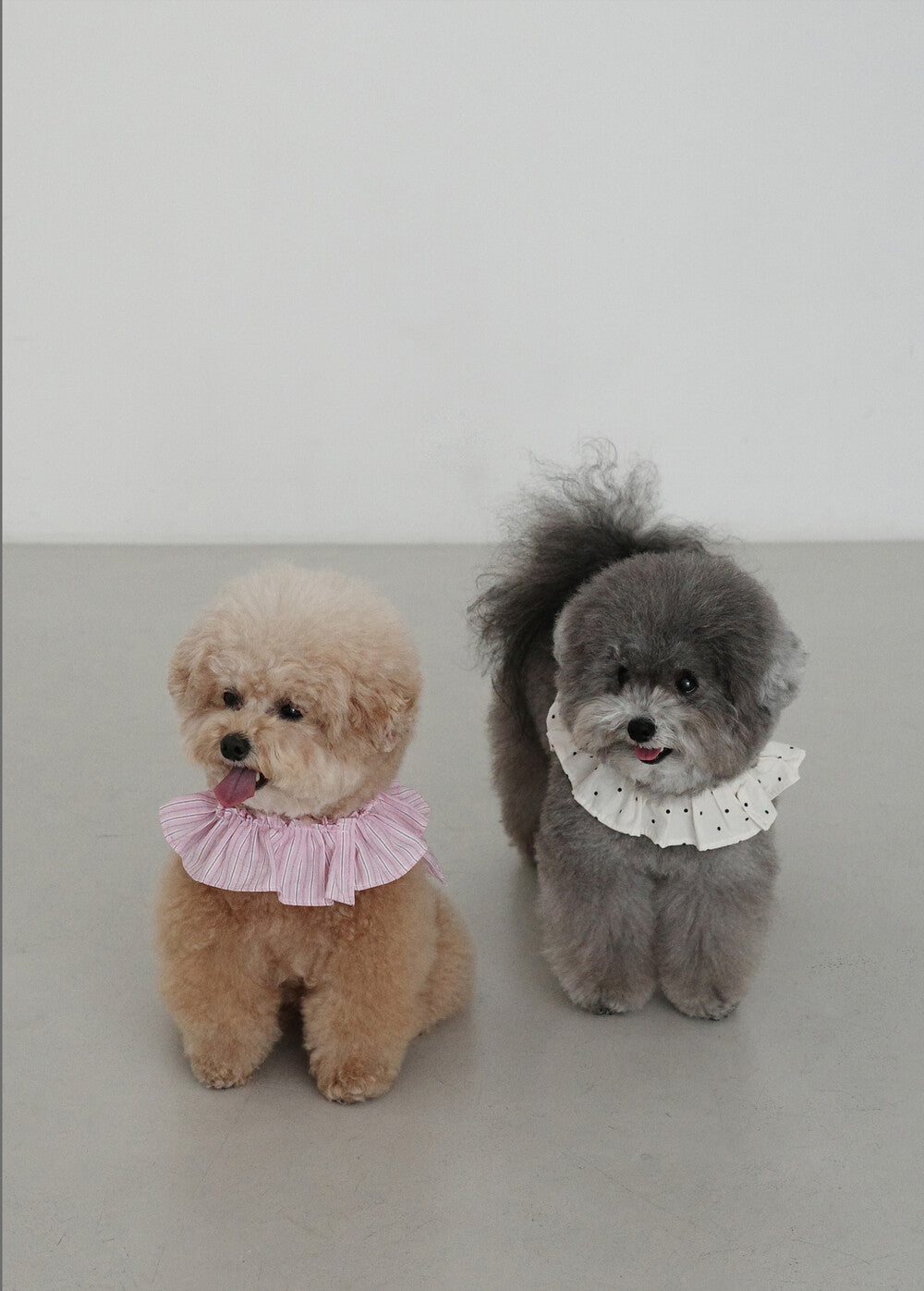 OHDIBS】CAPENESS NO.20 leash _ MINI DOT | 韓国 犬用リード - PAW SELECT