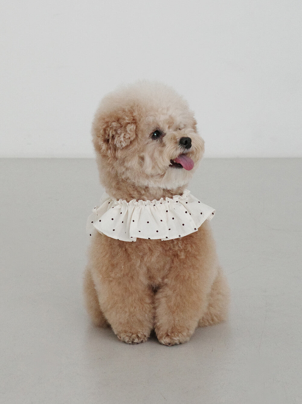 OHDIBS】CAPENESS NO.20 leash _ MINI DOT | 韓国 犬用リード - PAW SELECT