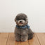 【予約】CAPENESS NO.21 leash _ vintage denim