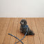 【予約】CAPENESS NO.21 leash _ vintage denim