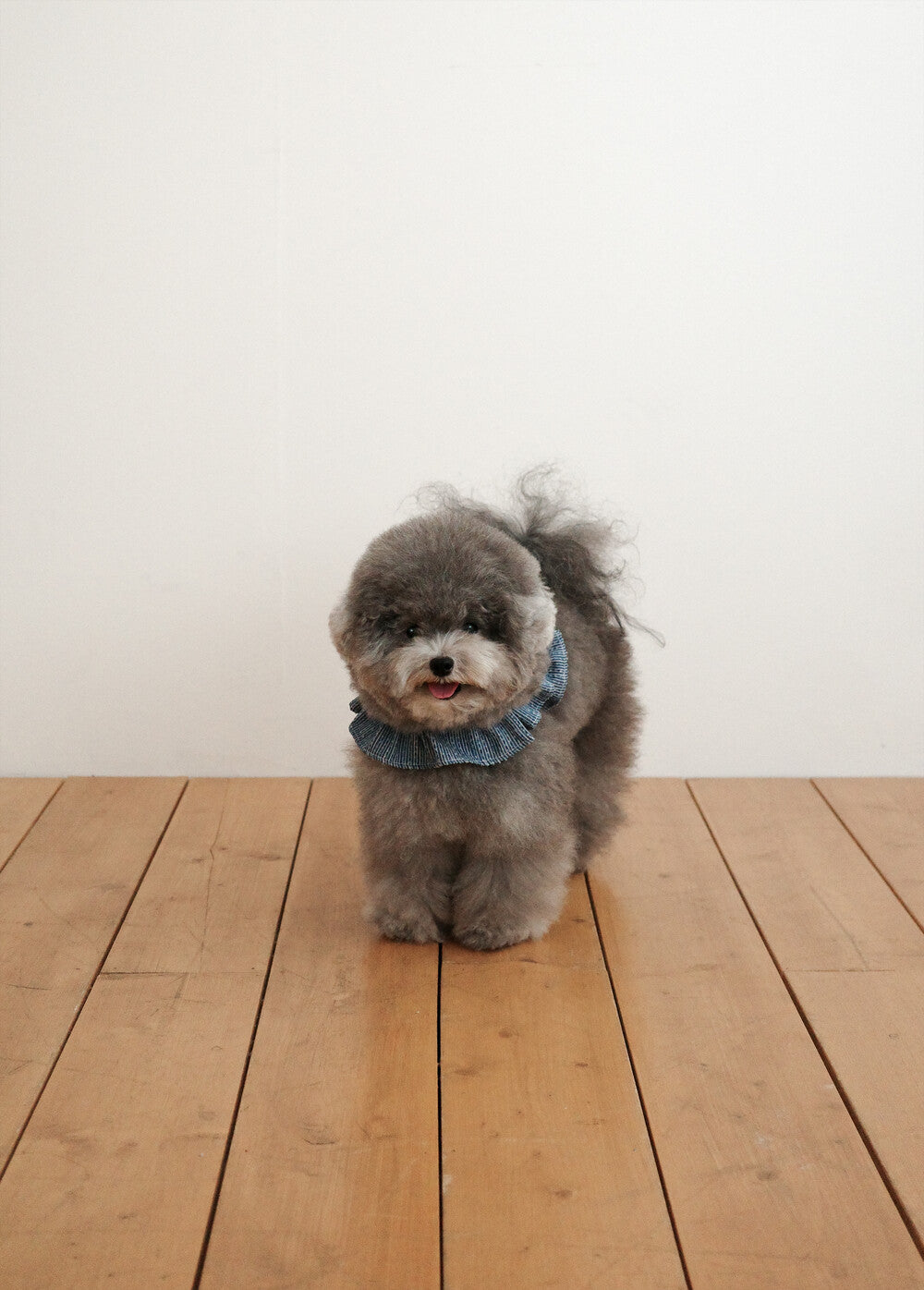 【予約】CAPENESS NO.21 leash _ vintage denim