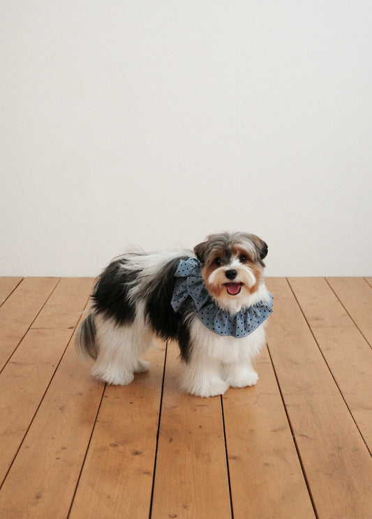 【予約】CAPENESS NO.22 _ dot denim