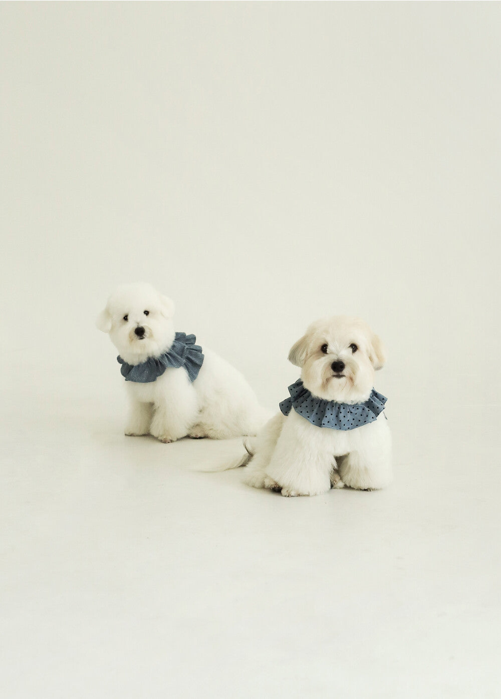 【予約】CAPENESS NO.21 leash _ vintage denim