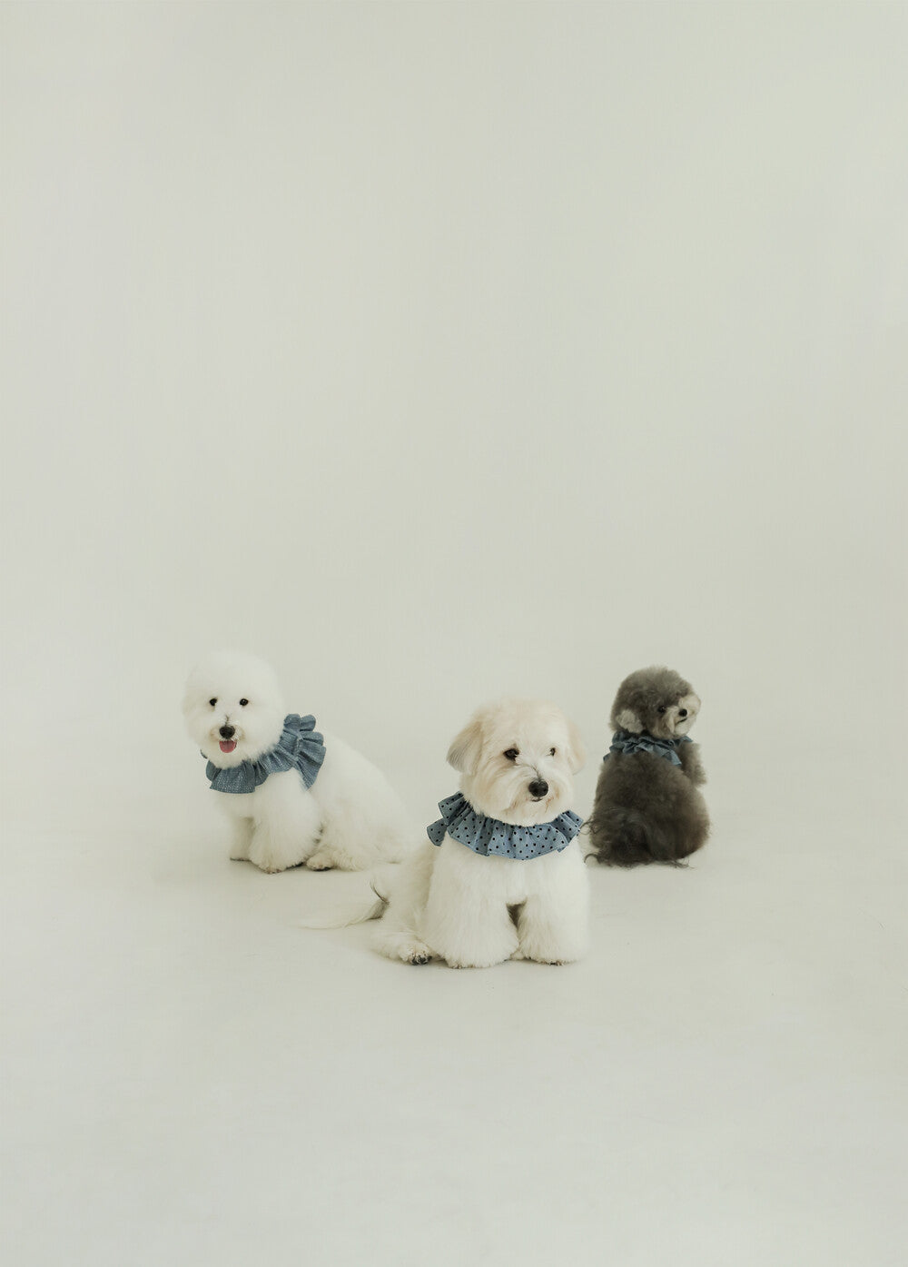 【予約】CAPENESS NO.21 leash _ vintage denim