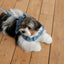 【予約】CAPENESS NO.22 leash _ dot denim
