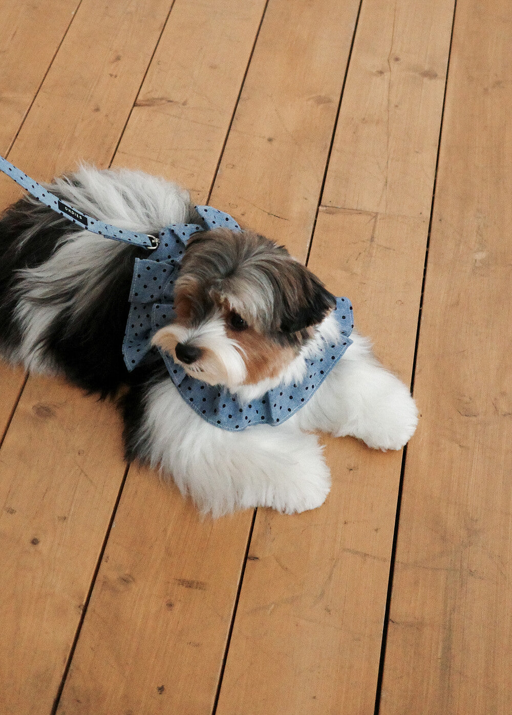 【予約】CAPENESS NO.22 leash _ dot denim