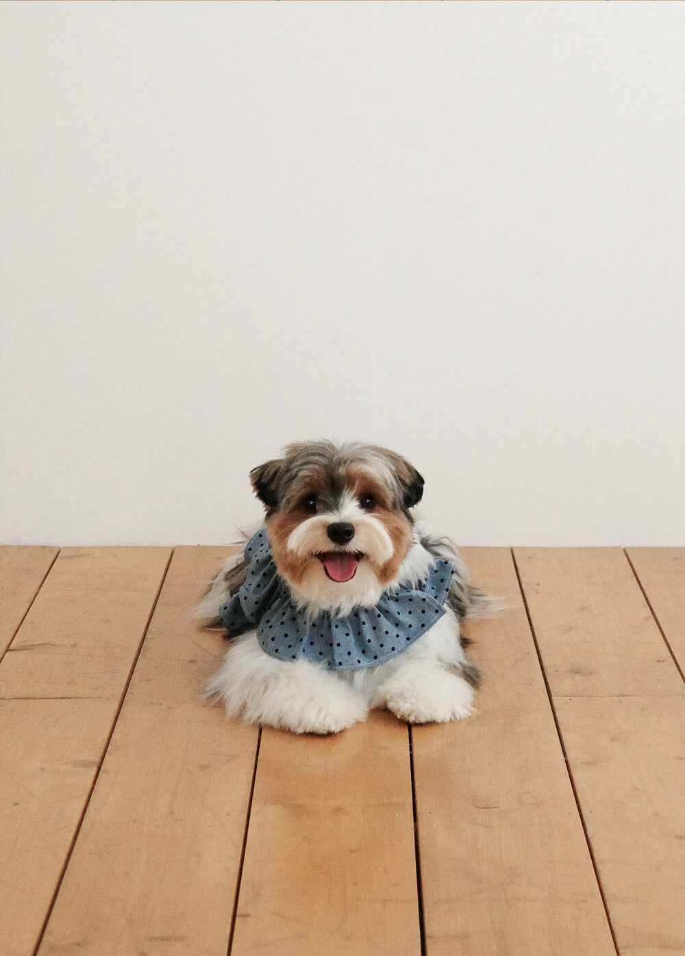 【予約】CAPENESS NO.22 leash _ dot denim