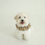 【予約】CAPENESS NO.23 leash _ Beige