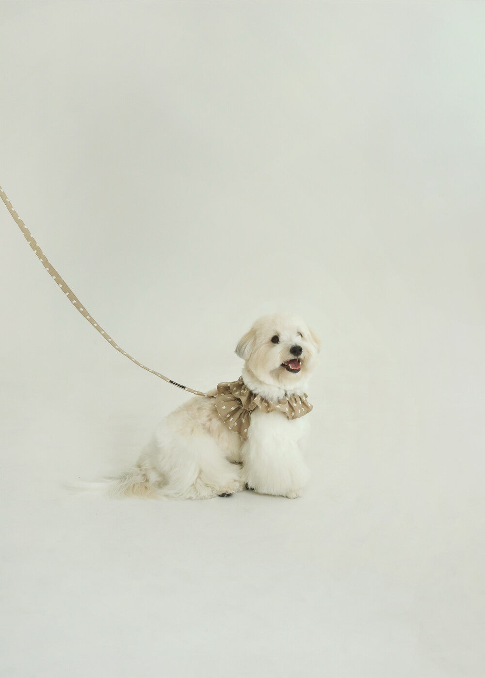 【予約】CAPENESS NO.23 leash _ Beige