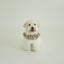 【予約】CAPENESS NO.23 leash _ Beige