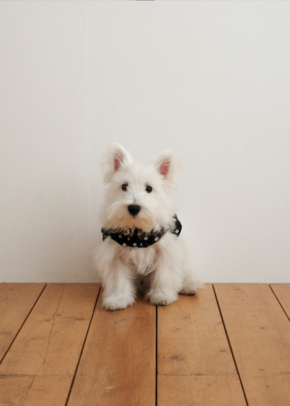 【予約】CAPENESS NO.24 leash _ Black