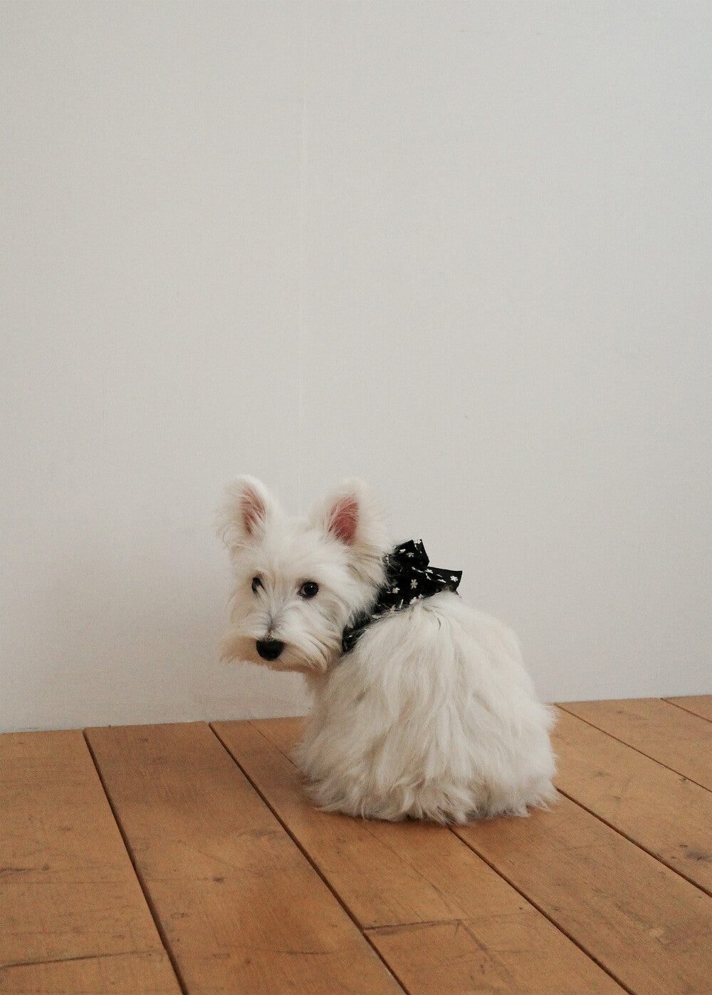 【予約】CAPENESS NO.24 leash _ Black
