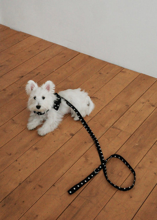 【予約】CAPENESS NO.24 leash _ Black
