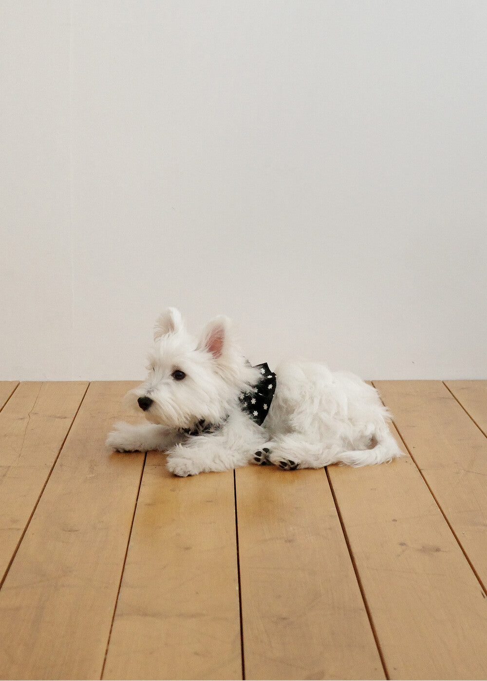 【予約】CAPENESS NO.24 leash _ Black