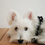 【予約】CAPENESS NO.24 leash _ Black