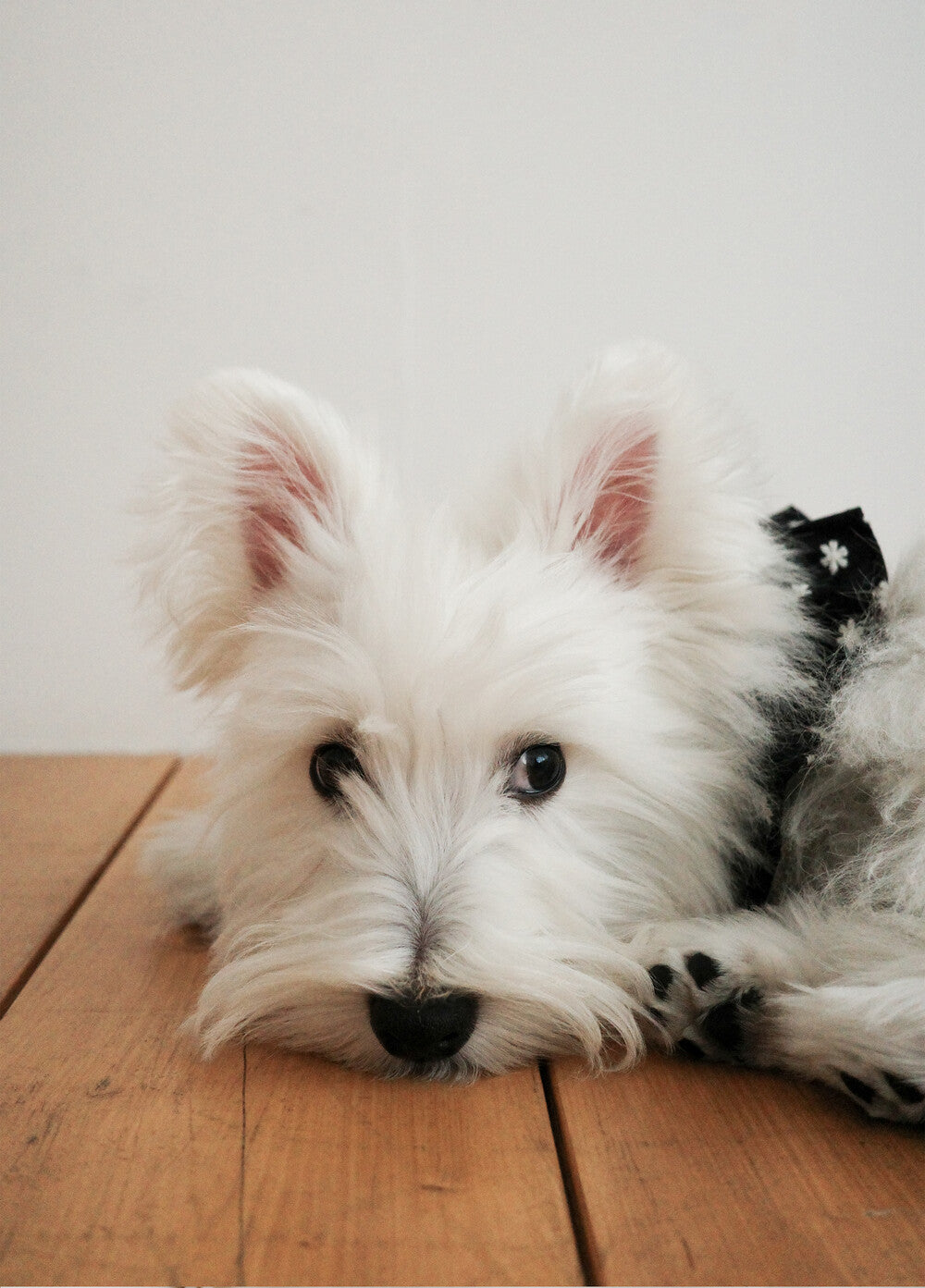 【予約】CAPENESS NO.24 leash _ Black