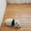【予約】CAPENESS NO.24 leash _ Black