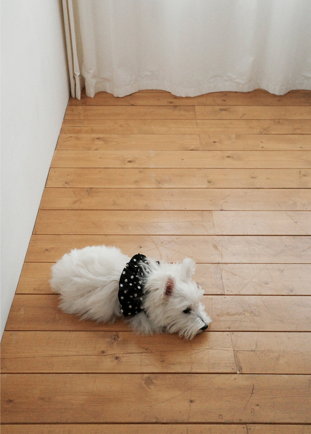 【予約】CAPENESS NO.24 leash _ Black