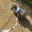 【予約】capeness no.3 leash